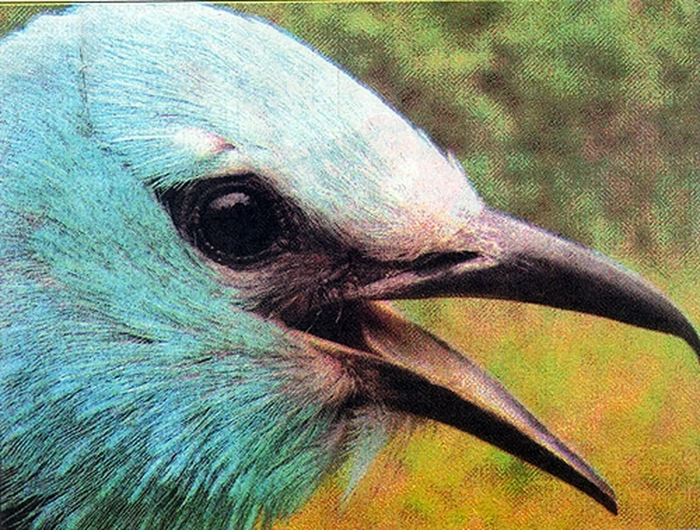 Raksta foto