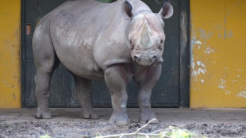 LOOMARIIK ⟩ Binti võtab mudamaske ja leopardid lustivad kiigel