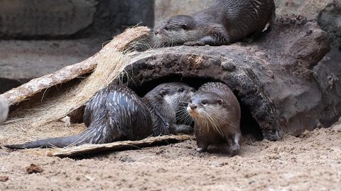 LOOMARIIK ⟩ Aasia sõrmiksaarmad kolisid tagasi vihmametsamajja