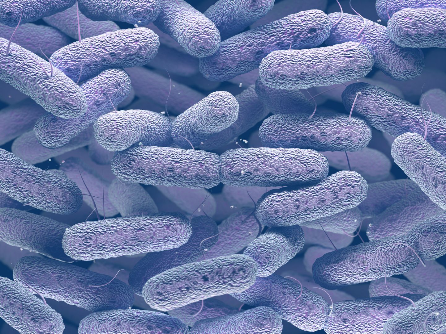 Lähemal uurimisel pole siiani ühestki coli-laadseid baktereid sisaldanud proovist leitud fekaalsele reostusele viitavaid baktereid E.coli ega enterokokke (pildil).