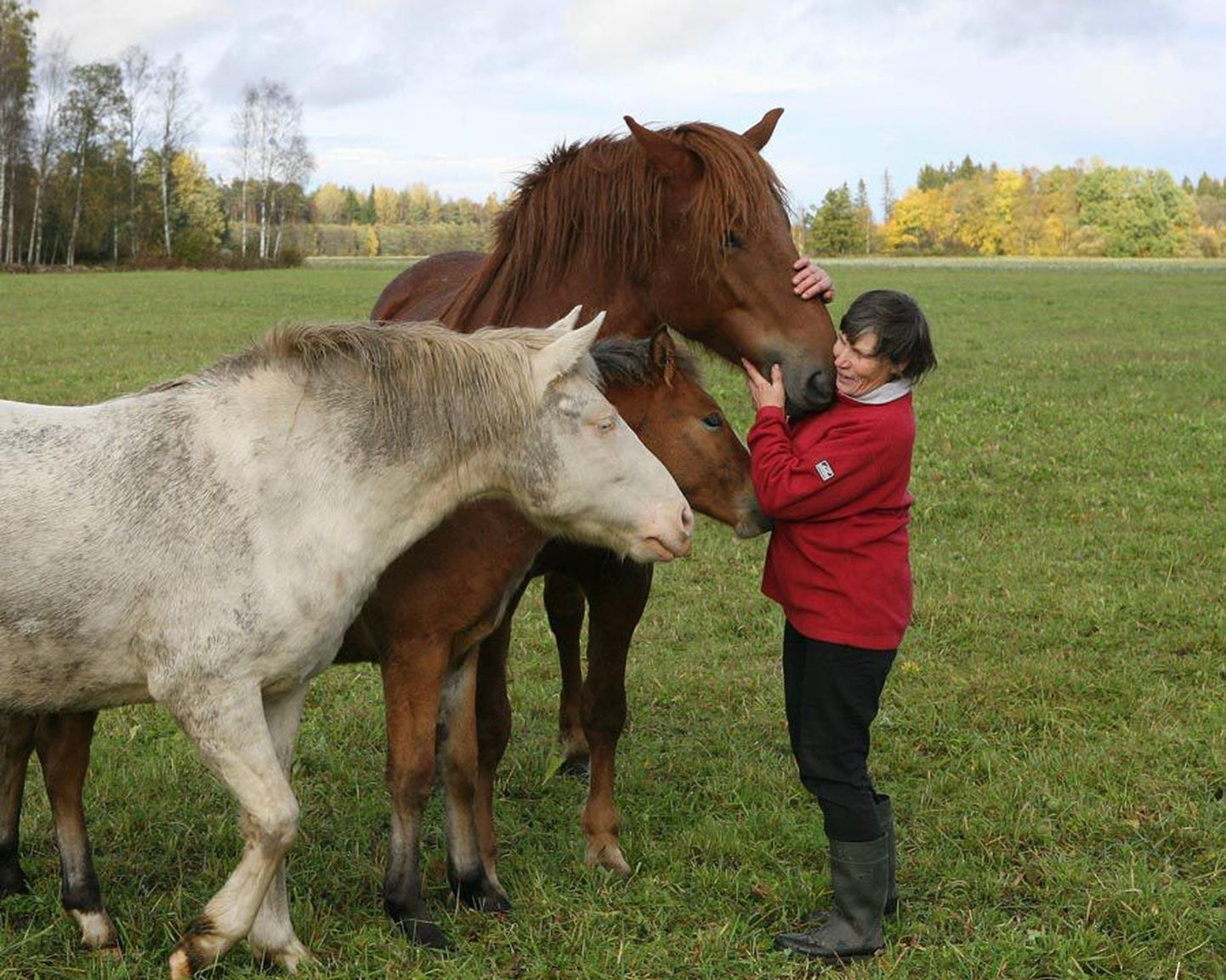 Hobused on nagu inimesedki: tahavad oma armsatega lähedalt suhelda. Perenaisele jõudsid esimestena oma sõprust avaldama Eesti raskeveohobune Edwi, Toora varss Tingoran ja sinisilmne Rosabello.