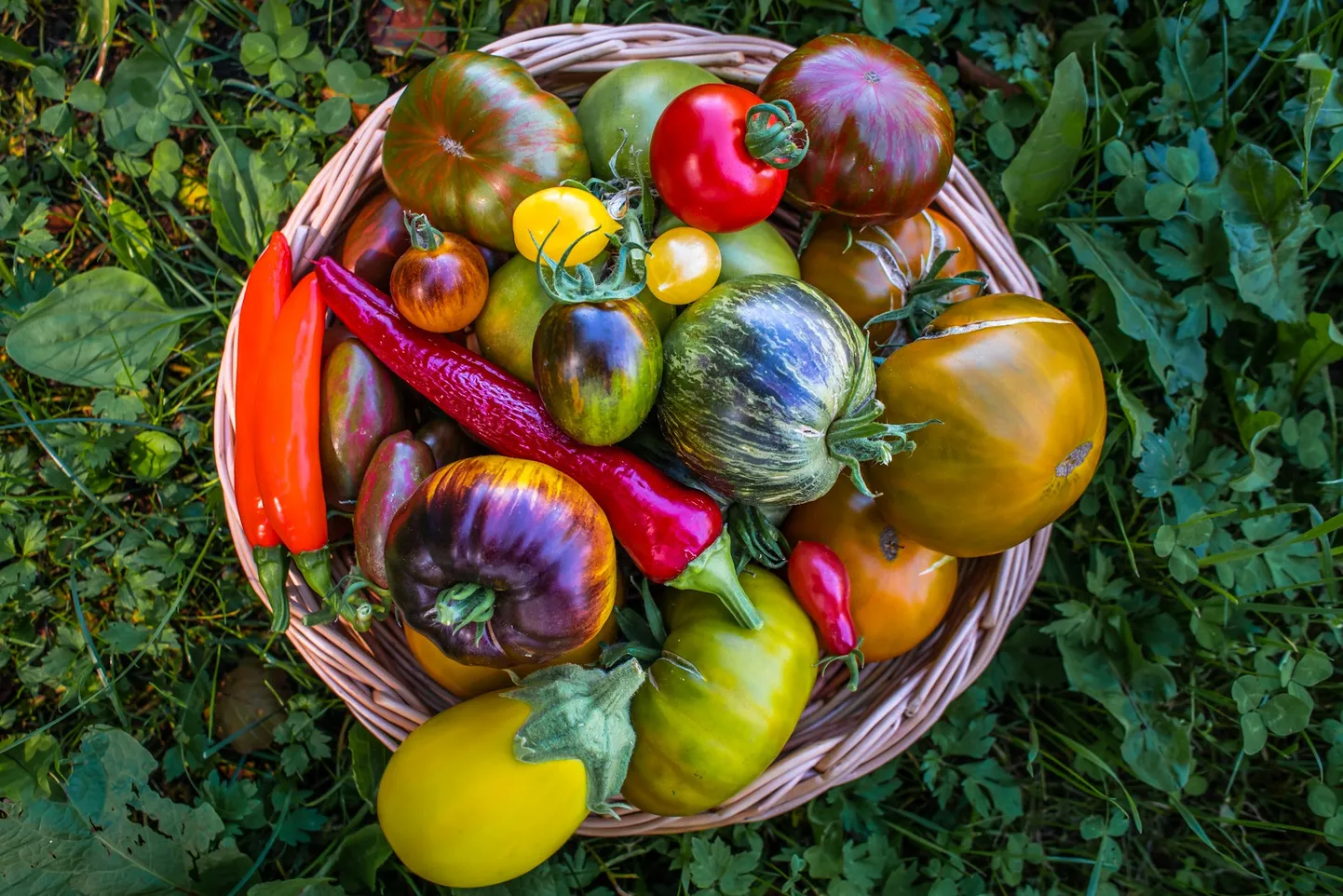 Botaanikaaia tomatinäitusel saab uudistada väga palju uusi tomatisorte.
