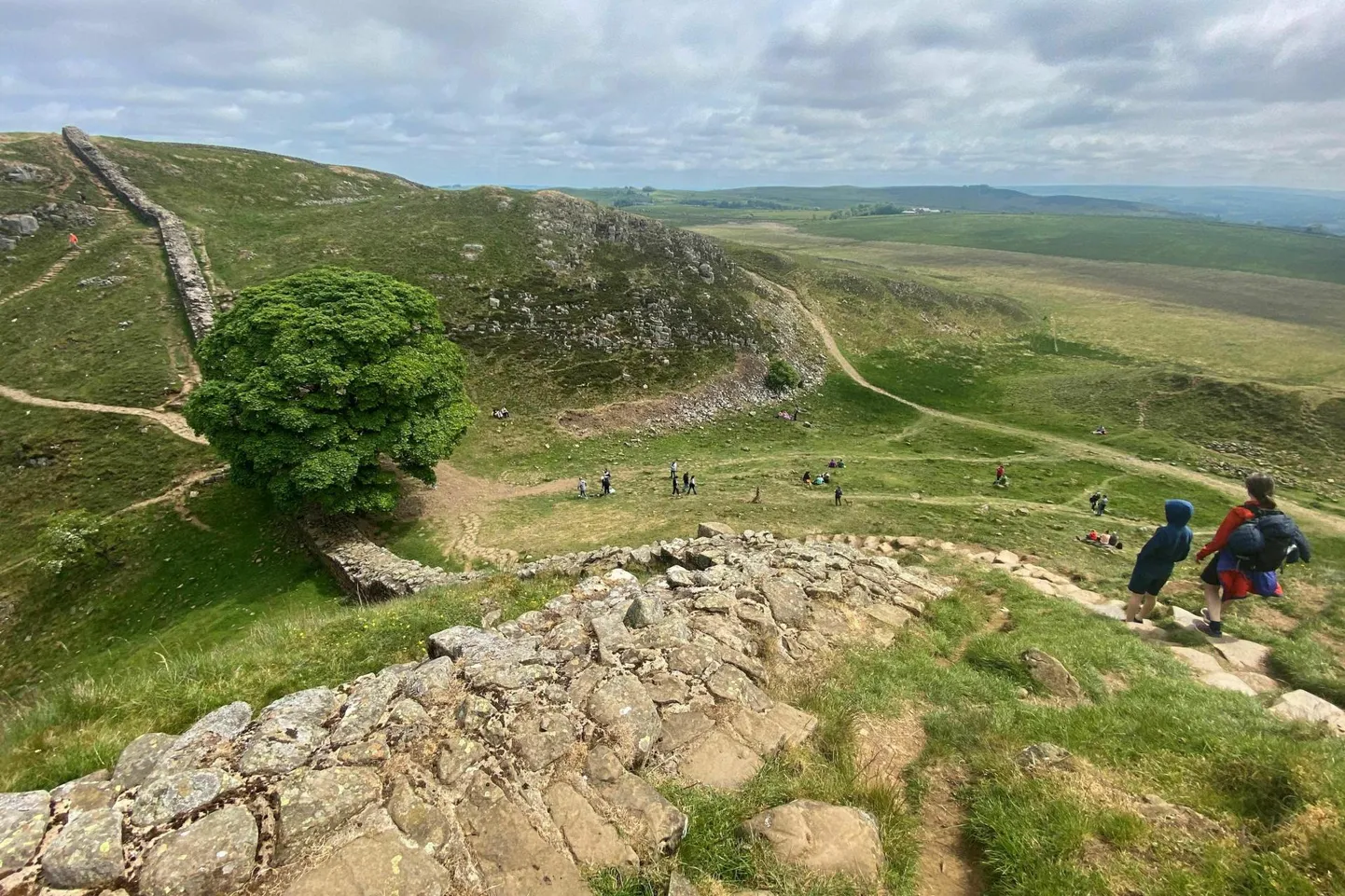 Collingwoodi peeti Suurbritannia Rooma aja autoriteediks ning tema tähtsamaid uurimisobjekte arheoloogina oli Hadrianuse müür. Fotol on müüri enim pildistatud lõike Northumberlandis üle 20-meetrise lääneplaataniga, mis sai kuulsaks 1991. aasta Hollywoodi Robin Hoodi filmis «Varaste prints». 2023. aasta septembris saagisid vandaalid puu maha.