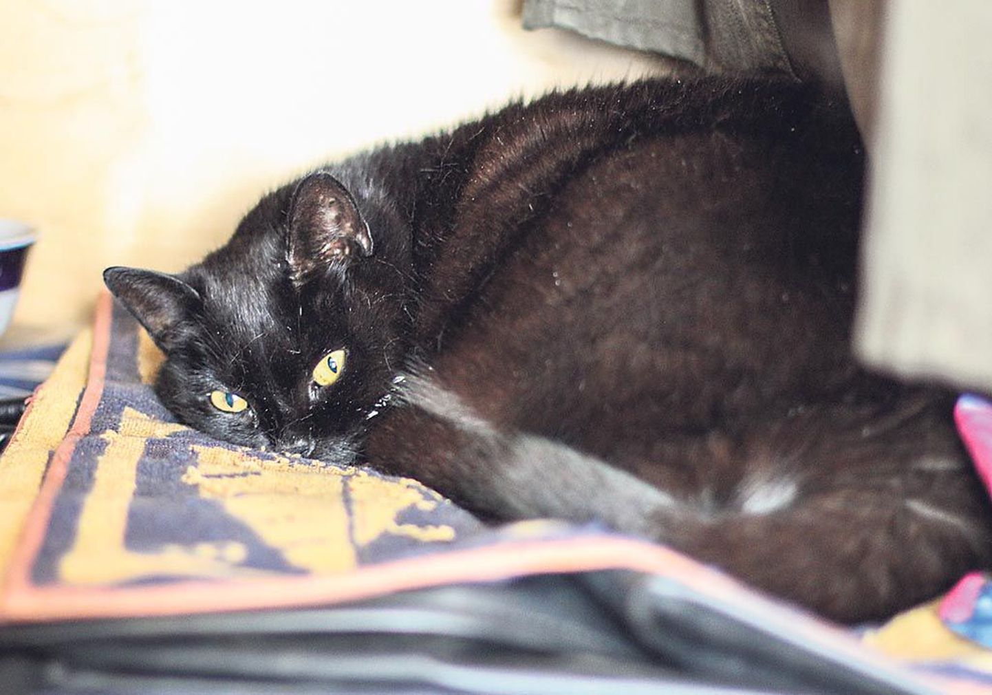 Kass Mustu on kuulitabamustest nii traumeeritud, et õue enam ei kipu. Selle asemel konutab ta toas kapis.