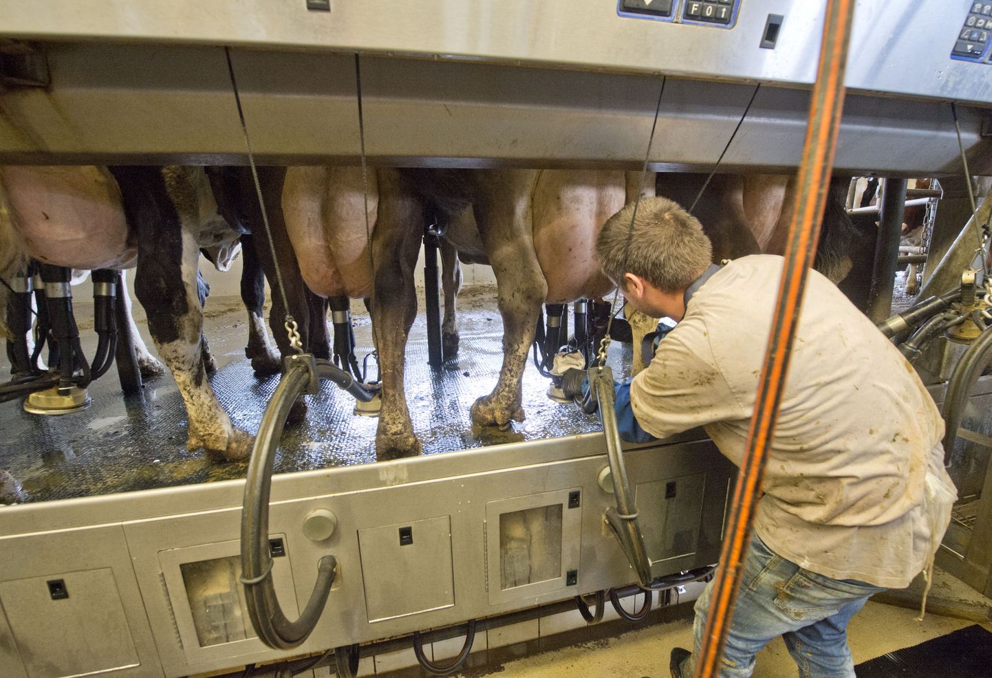 Hiiumaa piimatootjatel on rasked ajad.