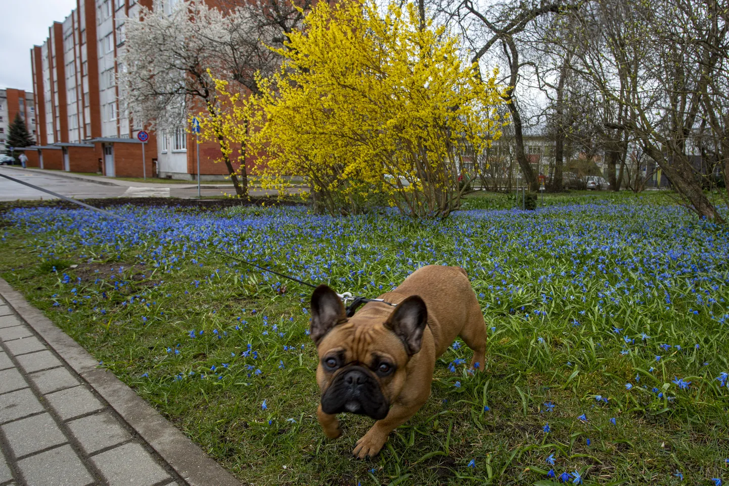 Raksta foto