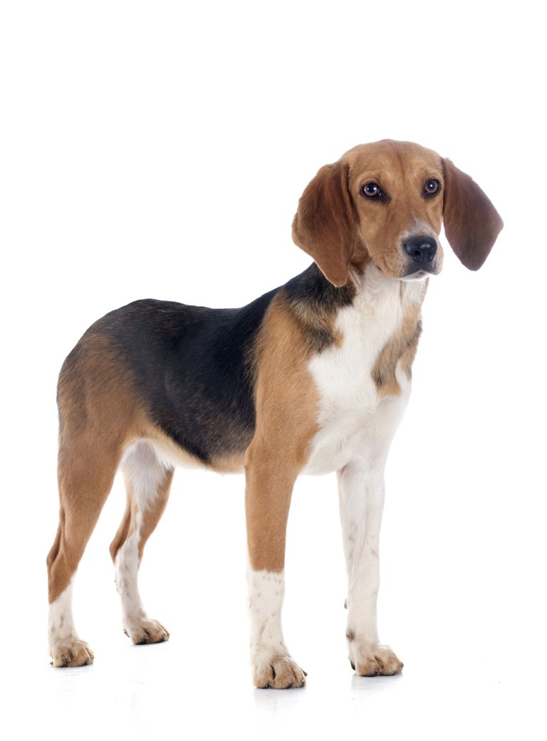 Beagle ehk inglise madalajalgne hagijas