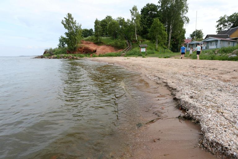 Kallaste paljandi juures võis eelmise nädala lõpus näha sinivetikast rohetavat vett, mis haises.