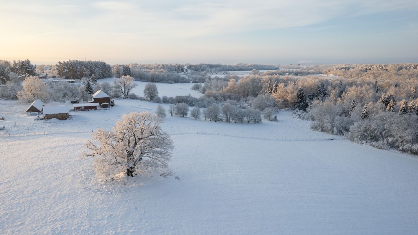 Tänavuse aasta puu, Viiraldi tamm talvisel Viljandimaal Vana-Võidu külas.