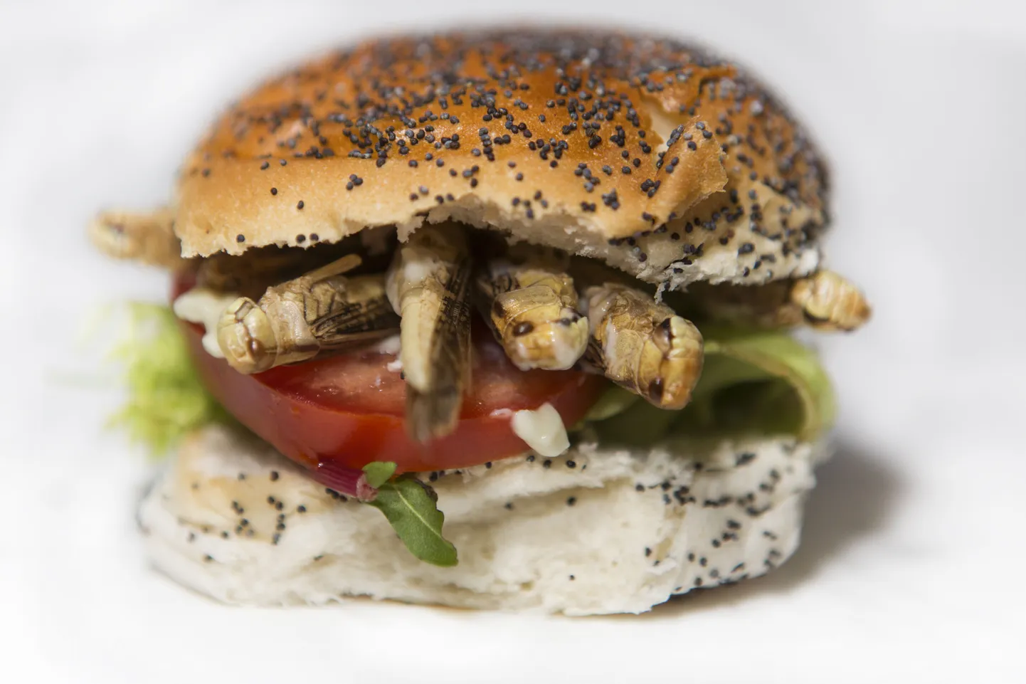 Ritsikaburger.