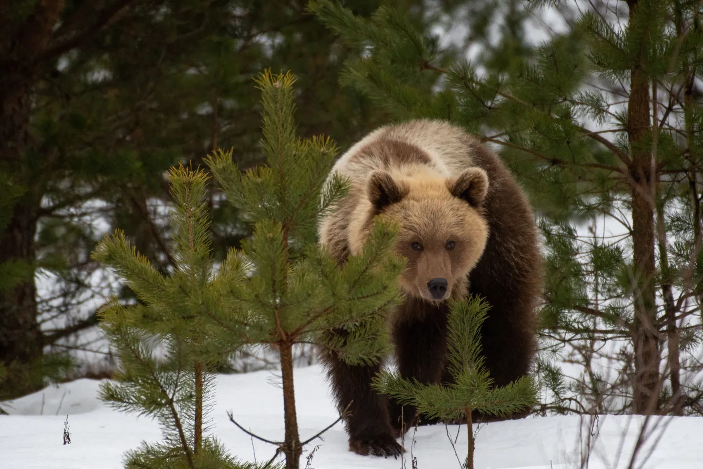 Чтобы увидеть медведя, не всегда нужно идти в лес - все чаще они бродят чуть ли не в населенных пунктах. На снимке запечатлен "свой медведь" куремяэсцев - уже две весны подряд он наведывается в деревню.