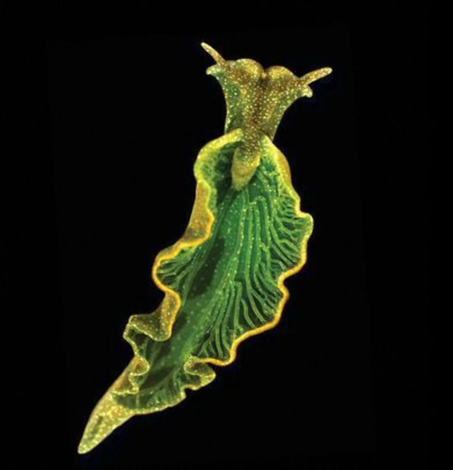 Elysia chlorotica