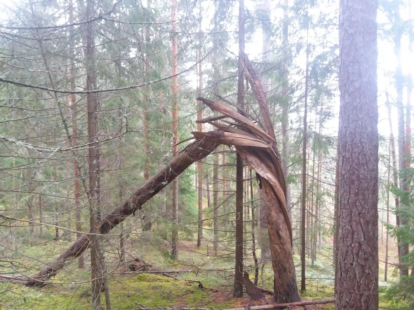 Puu mängis murdudes keerukuju.