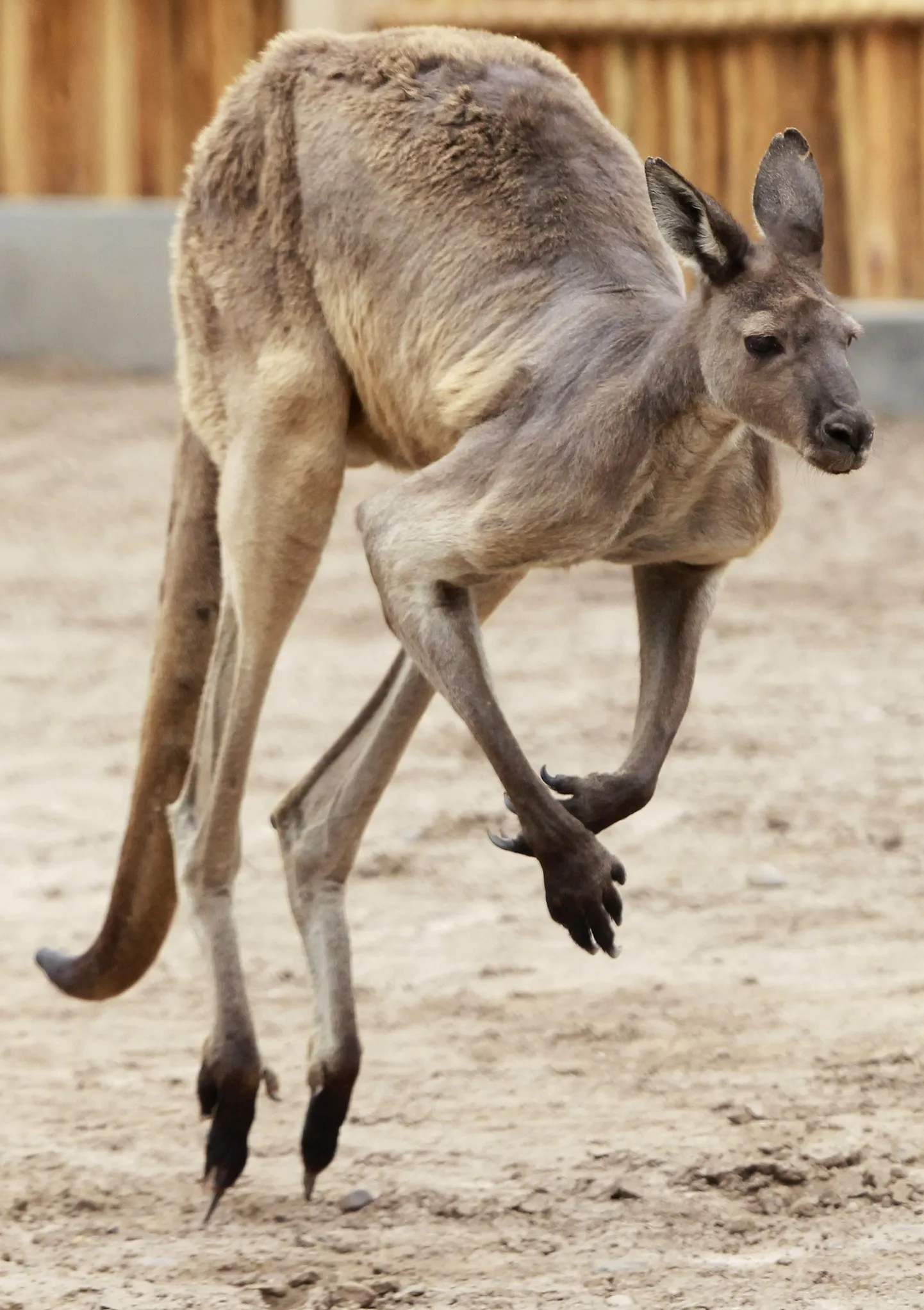 Känguru