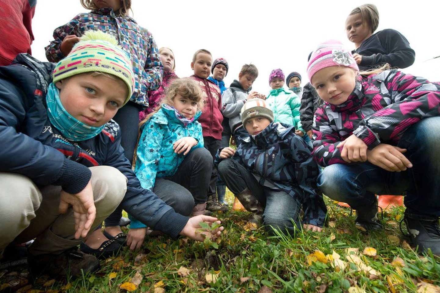 Kiviõli 1. keskkooli lapsed istutasid aasta tagasi esimesed tammetõrud, millest on kasvanud 16 puud, mis on nii pisikesed, et 9-aastaste laste kõrval oleks neid keeruline mõõta, mistõttu kükitasid Siim Vernik, Mirtel Põdra, Dima Smirnov ja Viktoria Oproško tammede juurde maha. Kui pikaks jõuavad tammed ja lapsed viie aastaga sirguda, kui saja tamme alleed Kiviõlis Eesti Vabariigi 100. sünnipäeval istutama hakatakse?