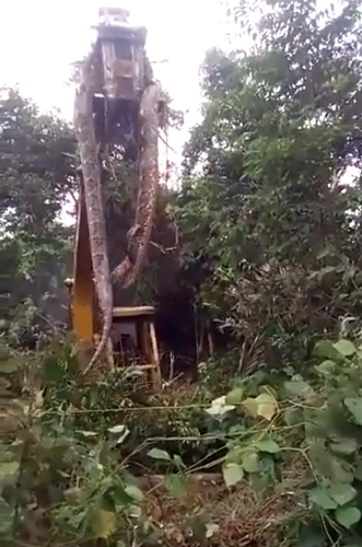 Hiiglaslik madu