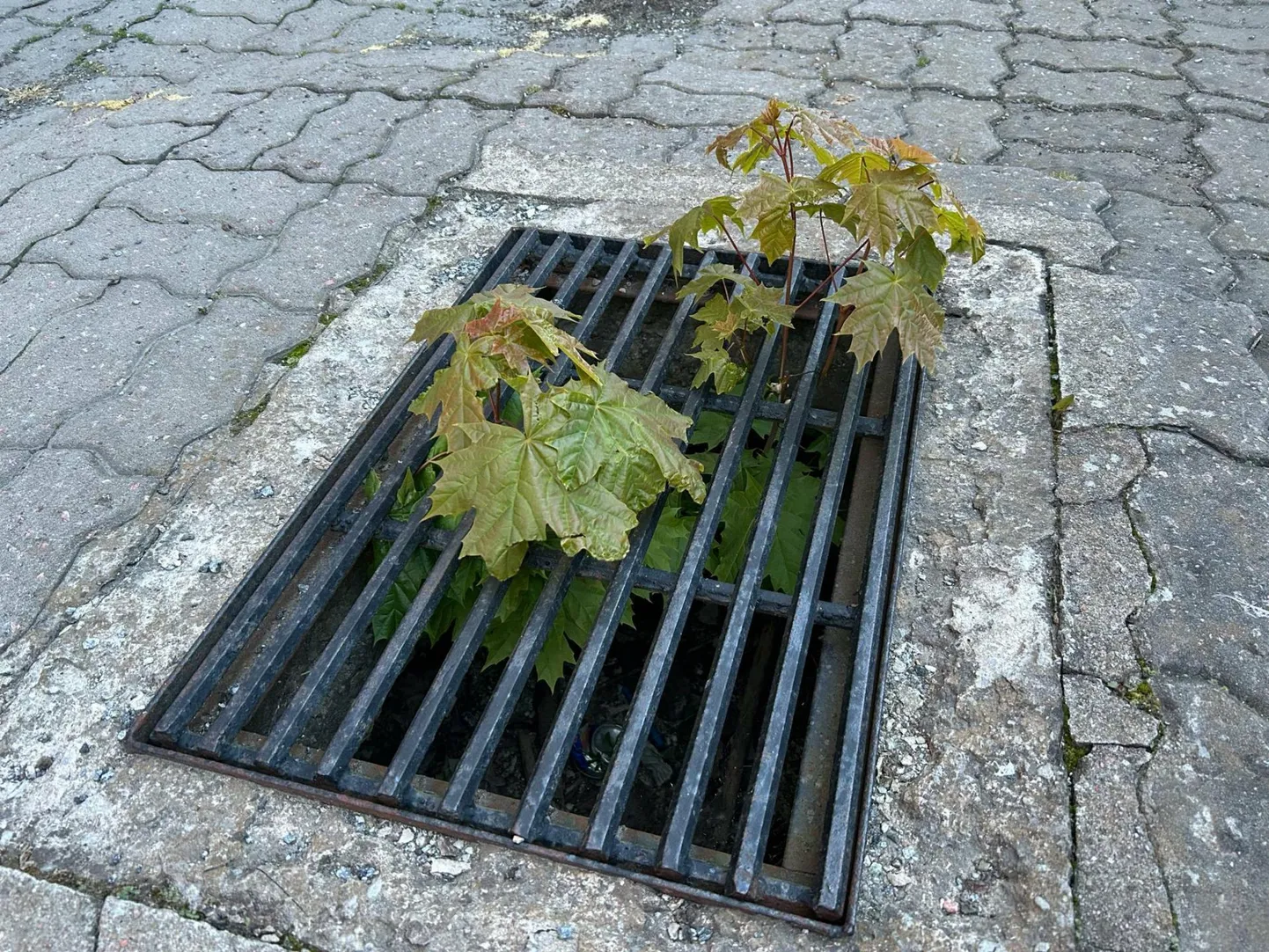 Puu on otsustanud kasvama hakata äravooluresti kaudu.