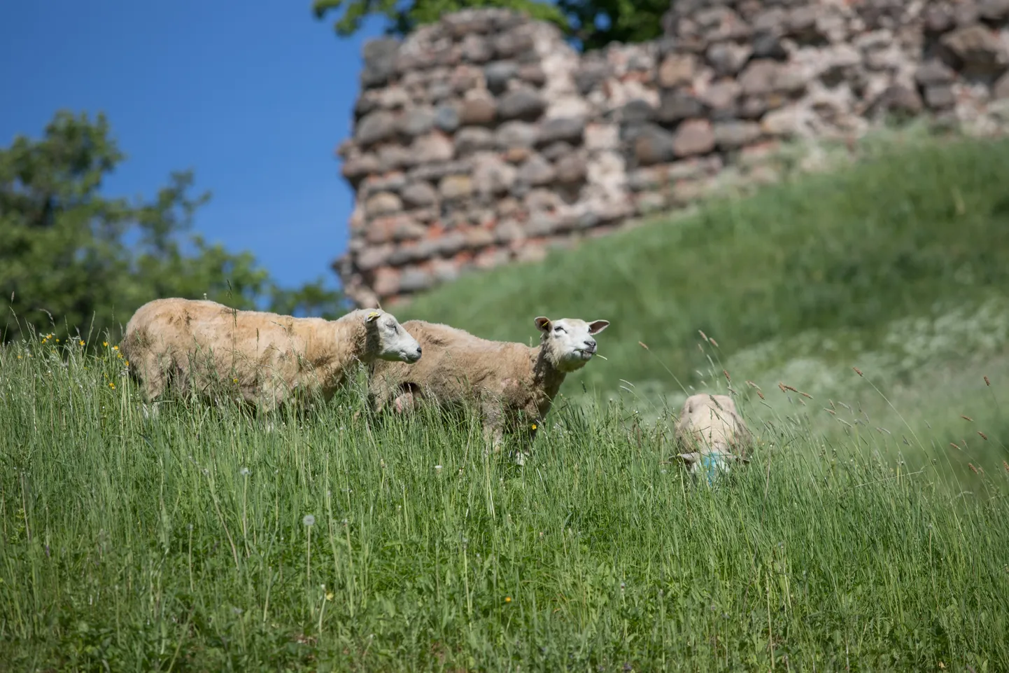 Ühe variandina võiks ürgorgu hooldada lambad.