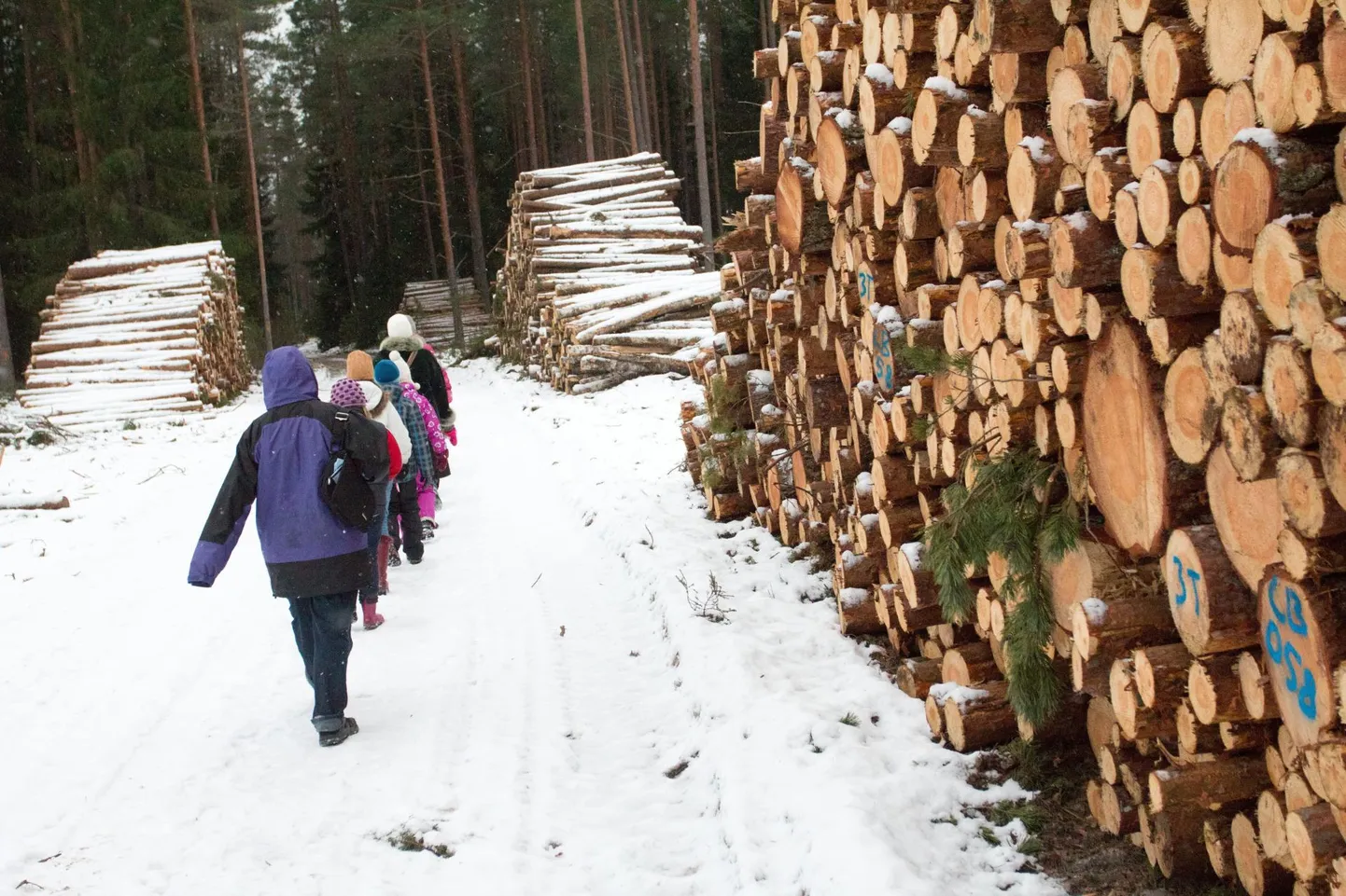 Nagu ütleb Võrumaa metsaühistu juht Erki Sok, on praegu selline olukord, kus kõikide puidutööstuse mõttes tähtsamate puuliikide – kuusk, mänd, kask – palgihinnad on väga head. Selliseid lageraieid, kus sortiment tuleb peamiselt palgina, tasub tema sõnul praegu kindlasti teha, kuna metsaomanik saab selle eest väga hea tulu. Foto on illustratiivne.