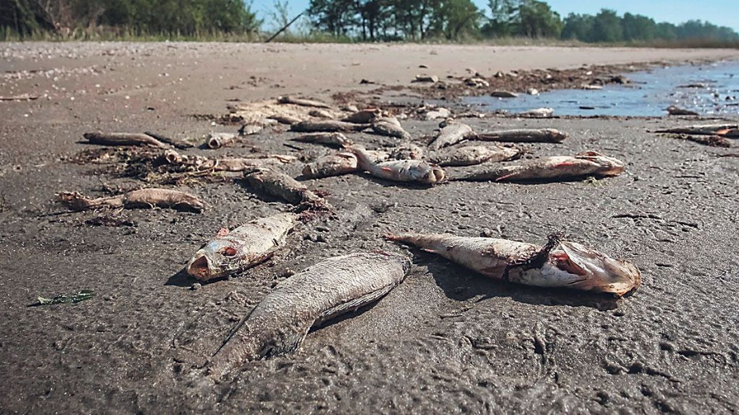 Hinnanguliselt korjati Pärnu lahe randadest kokku kaks-kolm tonni lõpnud kalu.