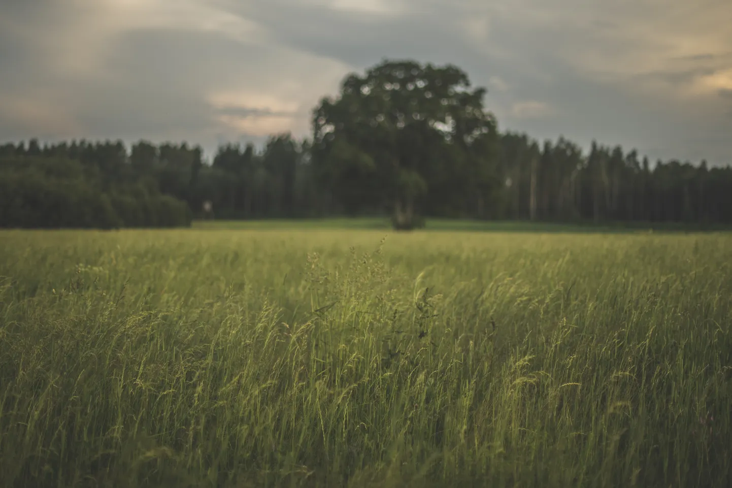 Foto: Idillisks miers provincē pirms Līgo svētkiem