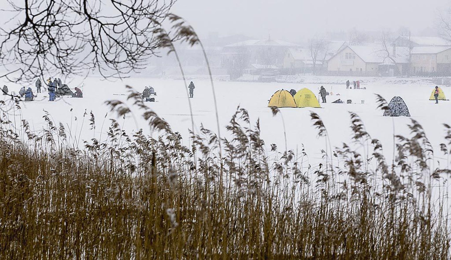 Soodsate jääolude korral ulatub Pärnu lahel ja jõel tirgutajate hulk tuhandeteni.