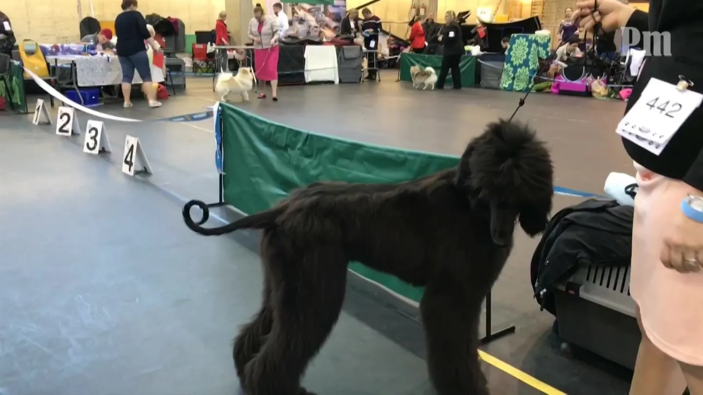 Video: Spordihall kihas neljajalgsetest iludustest