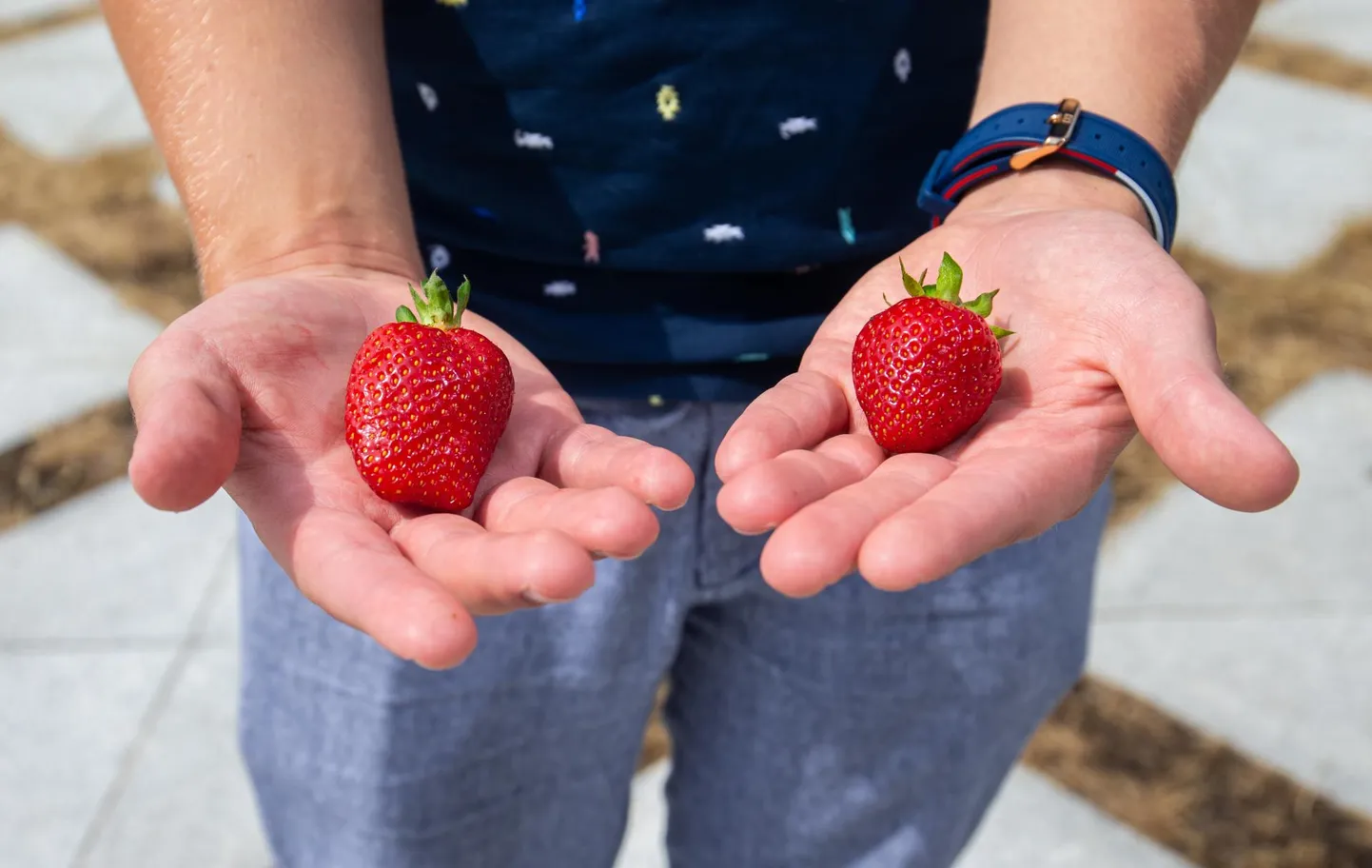 Eesti ja Kreeka maasikas. Enamikul juhtudel on mõlemates taimekaitsevahendite jääke piirnormidest vähem.