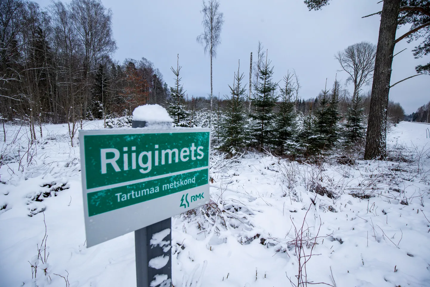 Tartu. Eesti.10JAN22-
Pildil Rõngu lähedal. Sangla-Rõngu maantee ääres asuv RMK Tartumaa metskonda kuuuluv mets.
Foto: Kristjan Teedema/Tartu Postimees