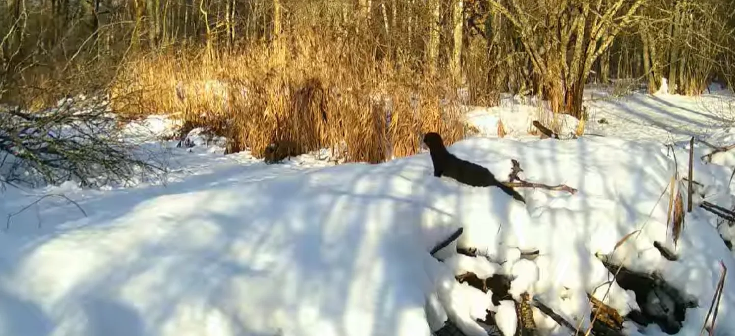 Kuvatõmmis videost