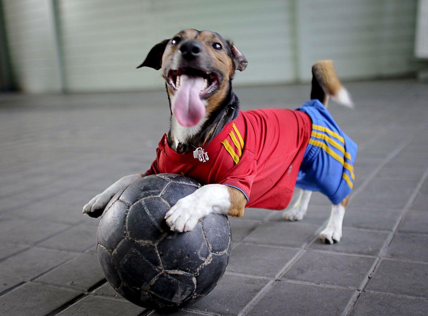 Эта собака тоже является любителем футбола. Иллюстративный снимок.