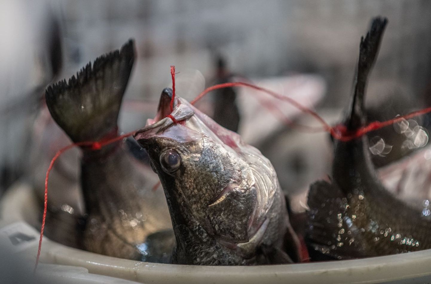 Kalade painutamine ehk 'fish tethering' Hiina Taipei turul.