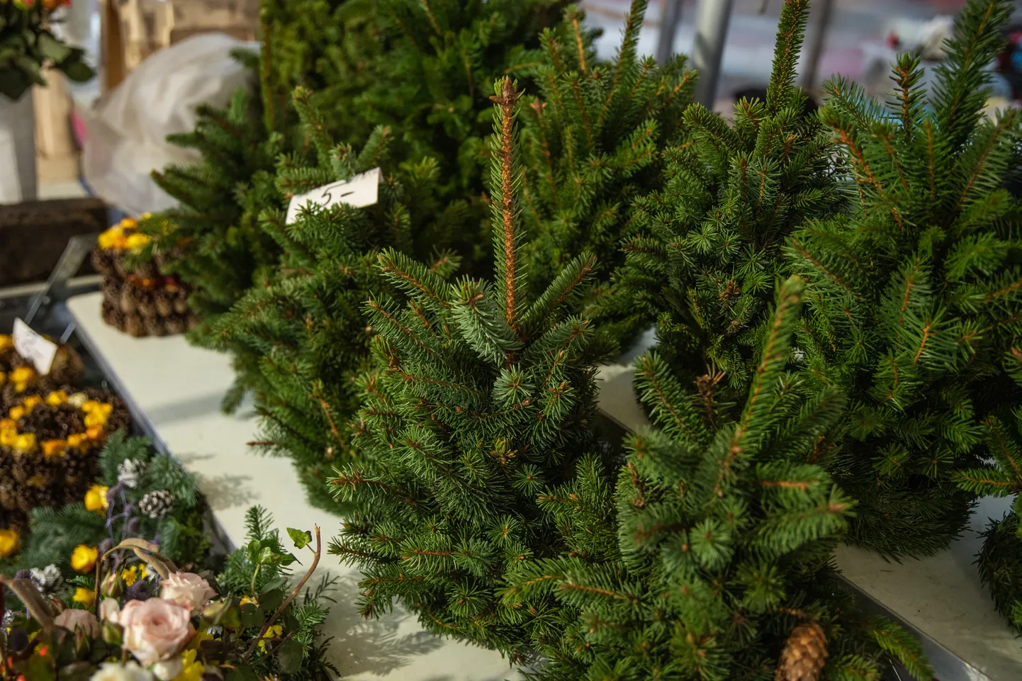 Foto: Ziemassvētku eglītes Āgenskalna tirgū