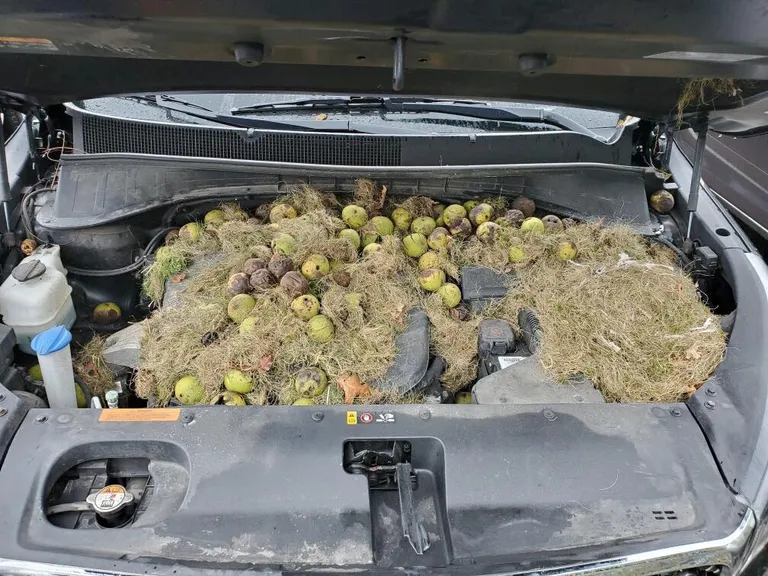 Kreeka pähklid ja rohi Holly ja Chris Persicu auto mootoriosas