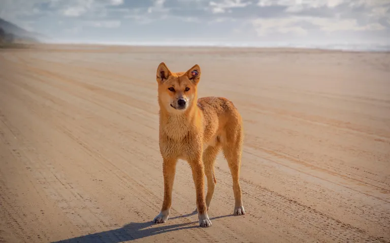 Dingo.