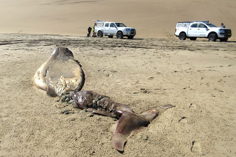 Namiibia rannalt leiti suure tõenäosusega nokkvaal (Ziphius cavirostris)