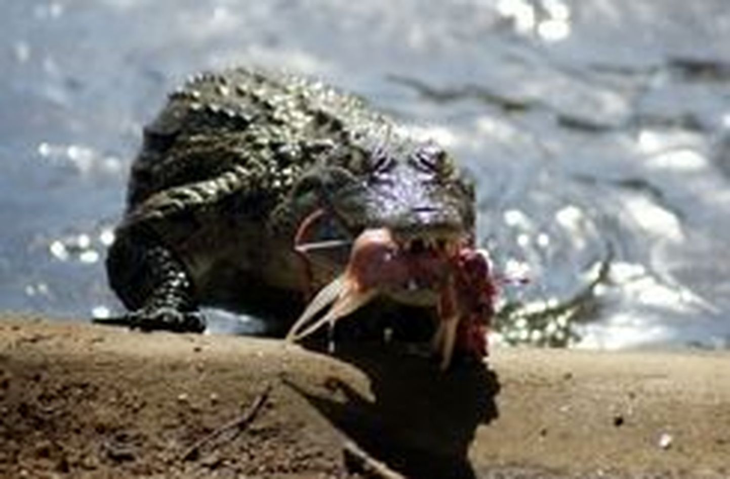 Seismeaastane julmur söötis haruldasi roomajaid krokodillile