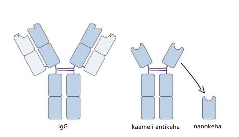 IgG-tüüpi antikeha, kaameli antikeha ja nanokeha võrdlus. Tumedama tooniga on tähistatud rasked, heledamaga aga kerged valguahelad. Looduslike antikehade vasak ja parem pool on sümmeetrilised, kumbki saab iseseisvalt sihtmärgiga seostuda