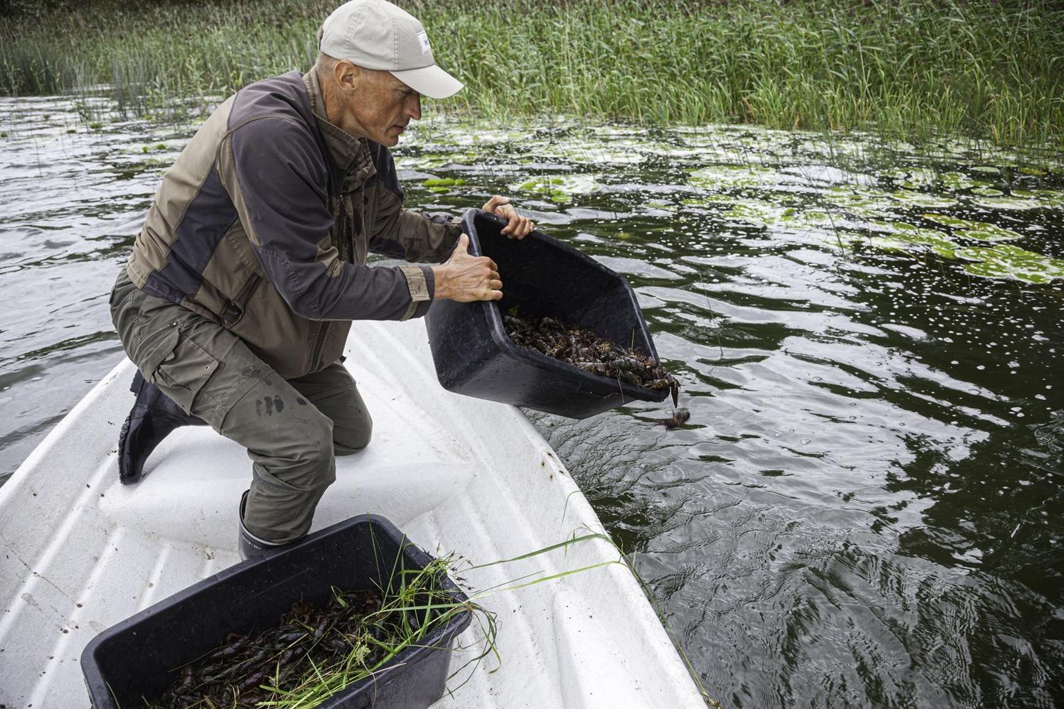 Keskkonnaamet asustab Pärnumaa veekogudesse 1500 jõevähki.