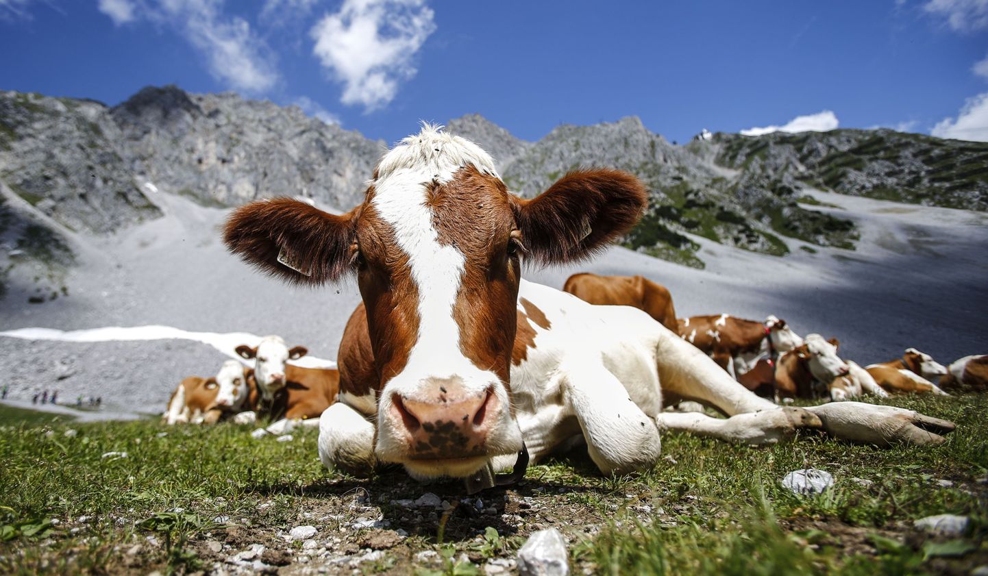 Mägedes mäletsevad Austria lehmad.