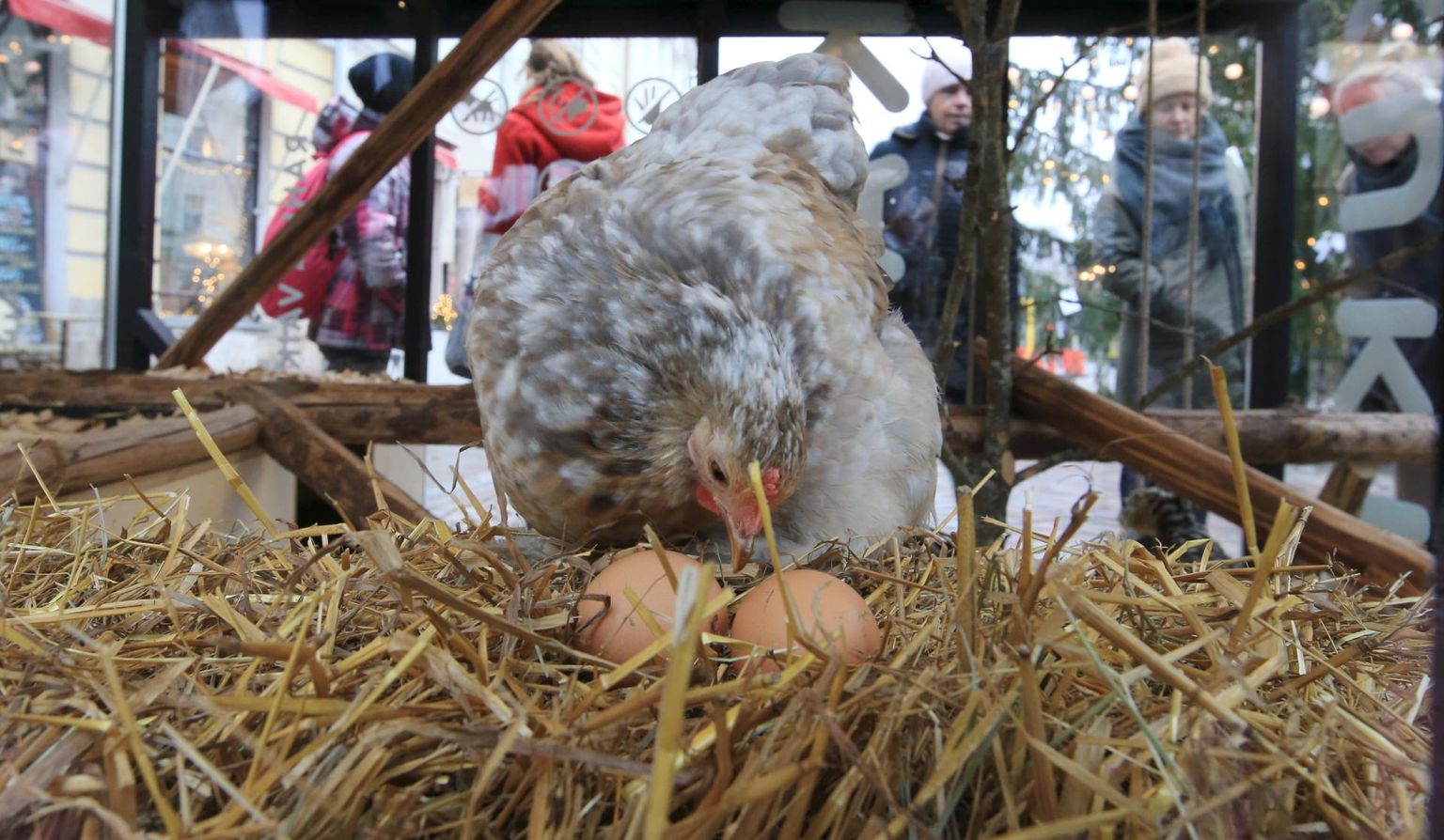 Raeplatsil valguskülas jalutanud linlased imetlesid 5. detsembril, kuidas kääbuskotšini tõugu Milvi uuris äsja munetud mune.