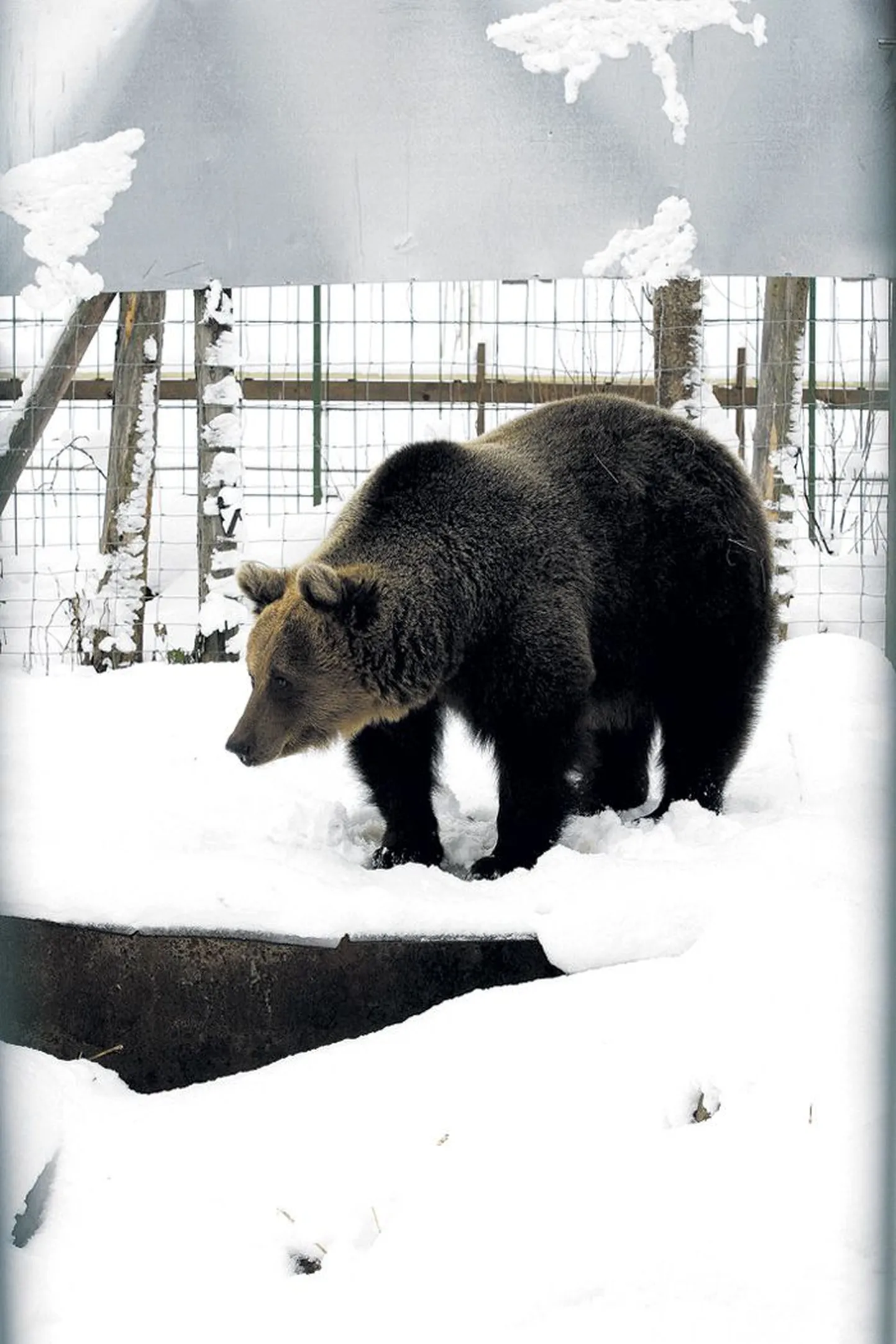 Nagu pildilt näha, oli Elistvere loomapargi karu Karoliina mullu 7. detsembril veel täitsa krapsakas, aga paar nädalat hiljem otsustas ta siiski teha pikema uinaku.
