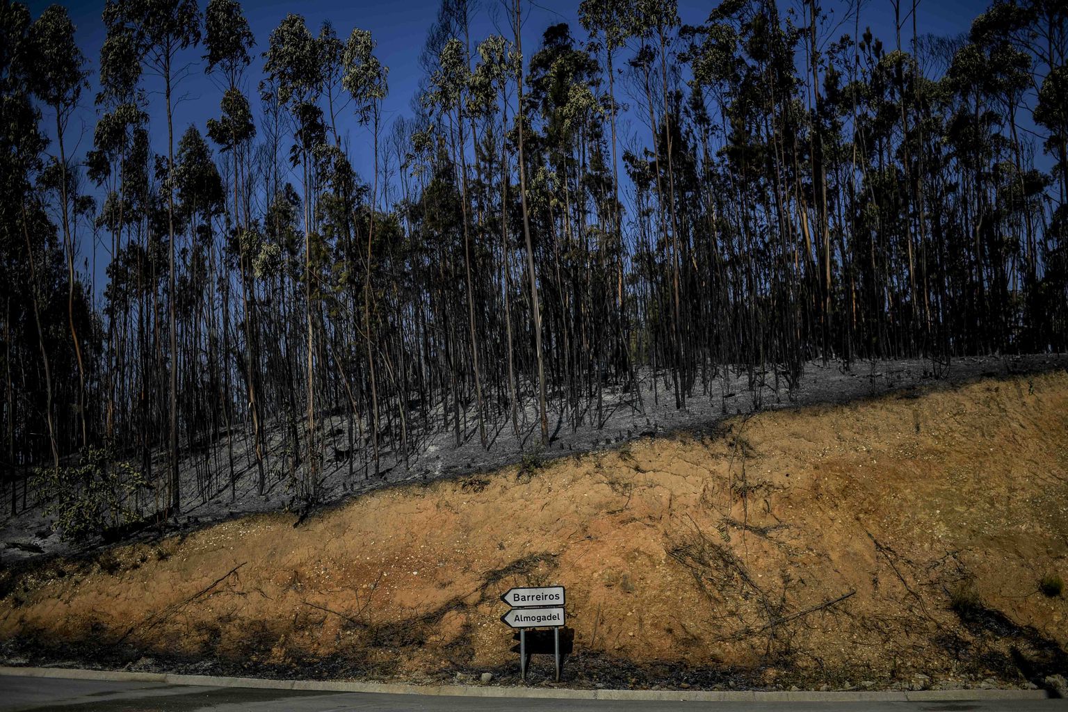 Põlengus laastatud mets Portugalis Freixianda lähistel.