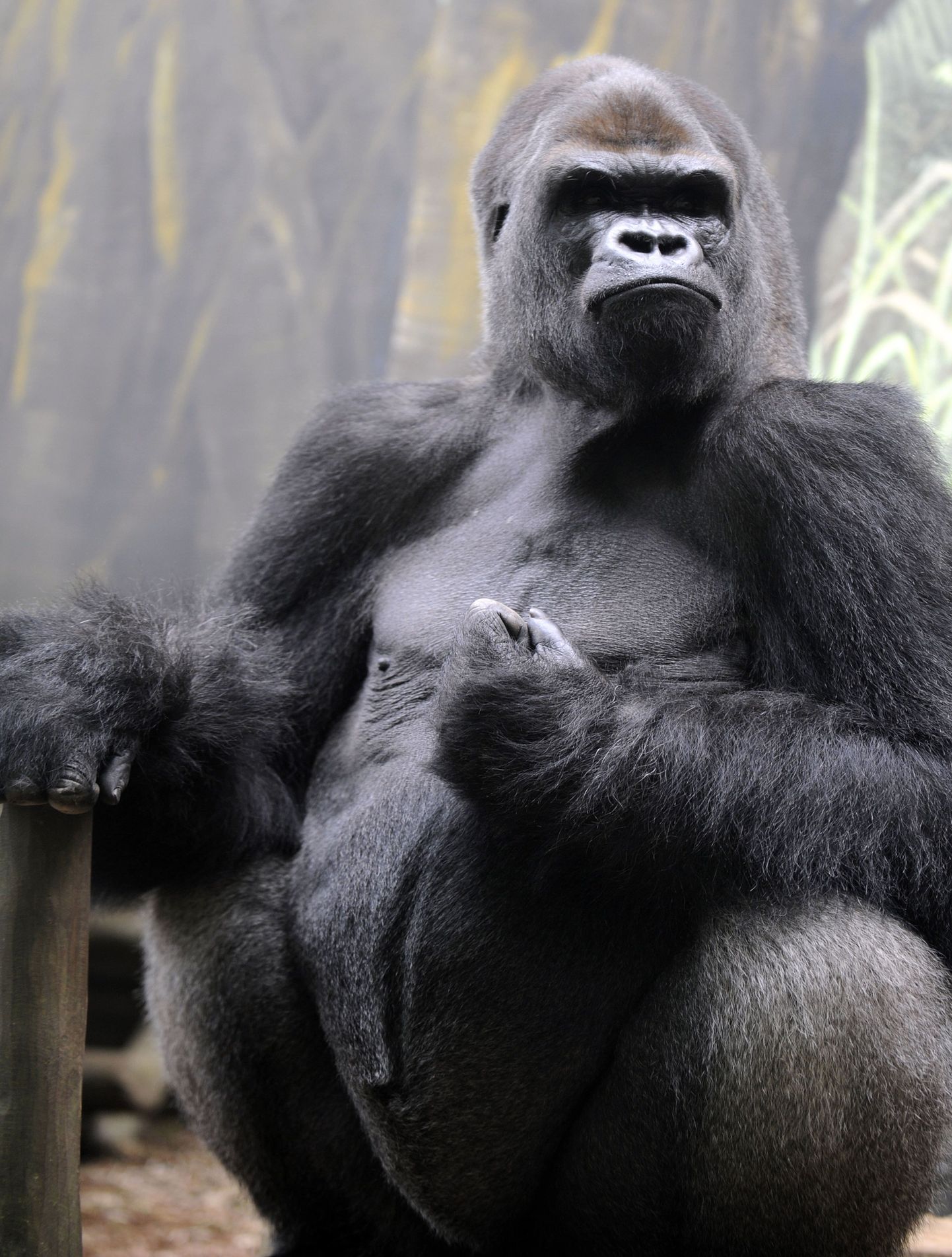 Gorilla tervitas oma venda kallistusega
