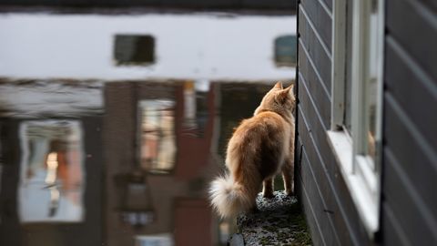 Amsterdam bo kanale opremil z lestvami za reševanje mačk