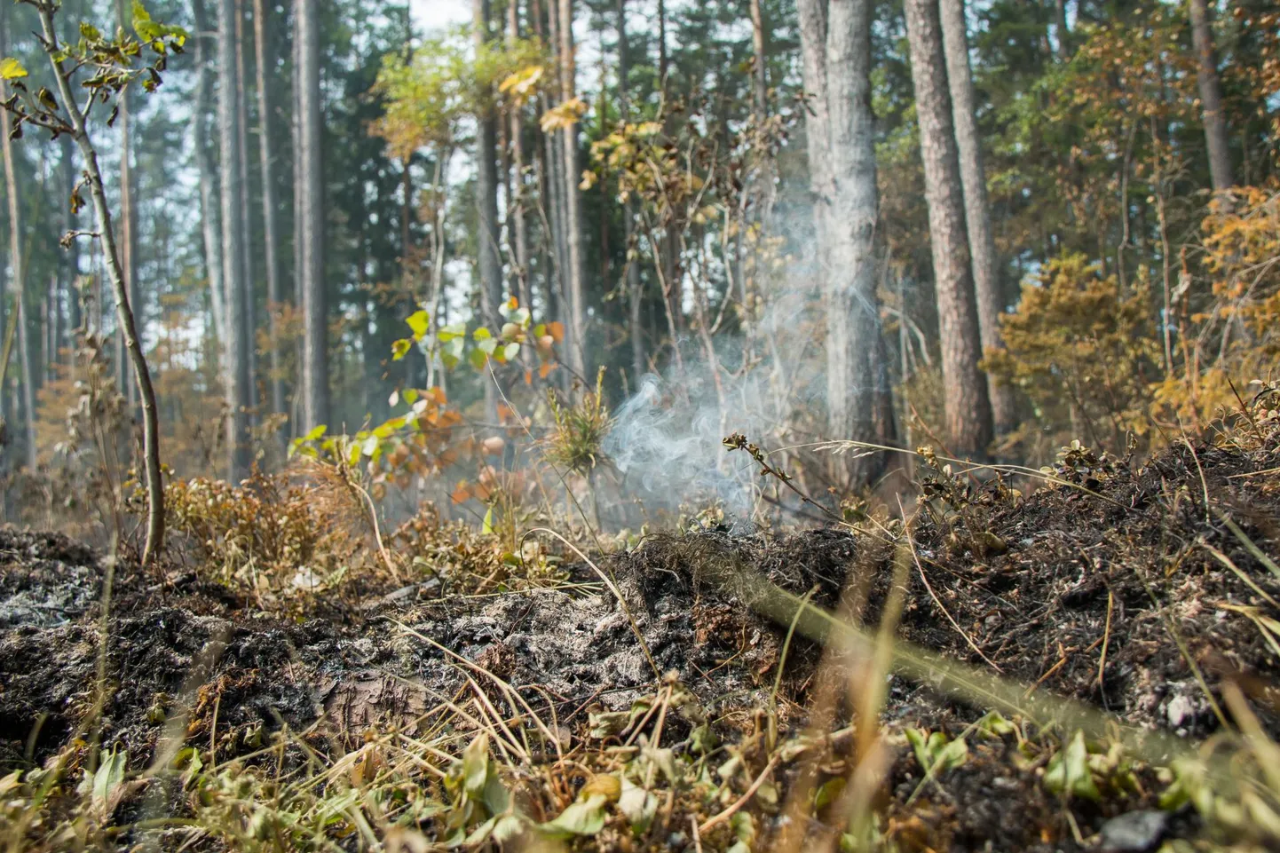 Metsapõleng. Pilt on illustratiivne.