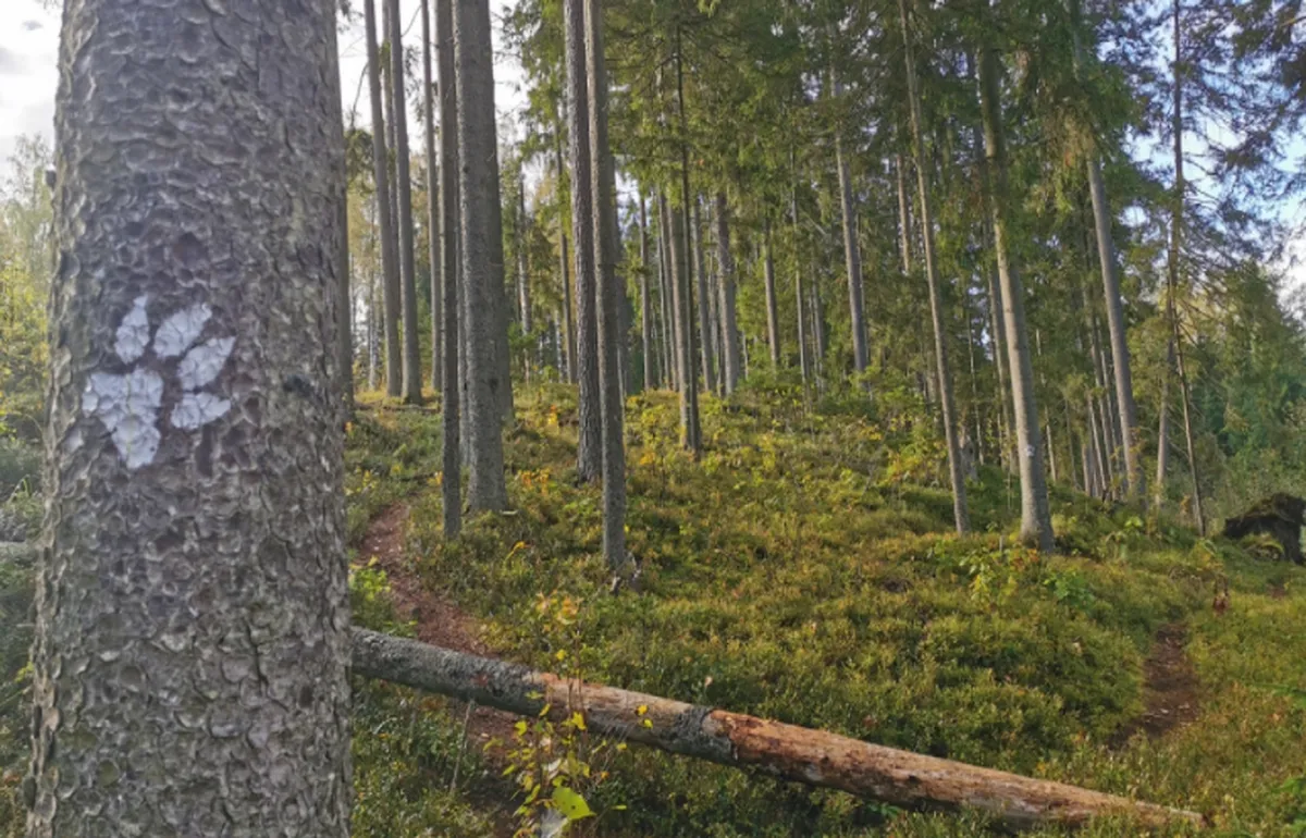 Raksta foto