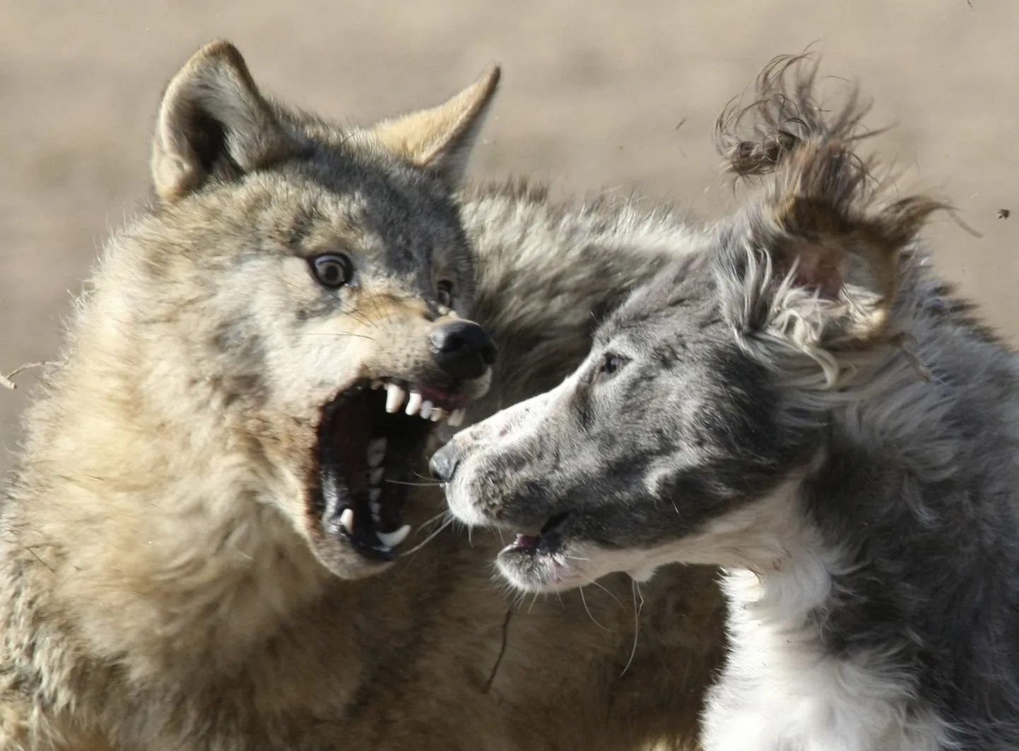 Волкодав атакует волка. Снимок иллюстративный.