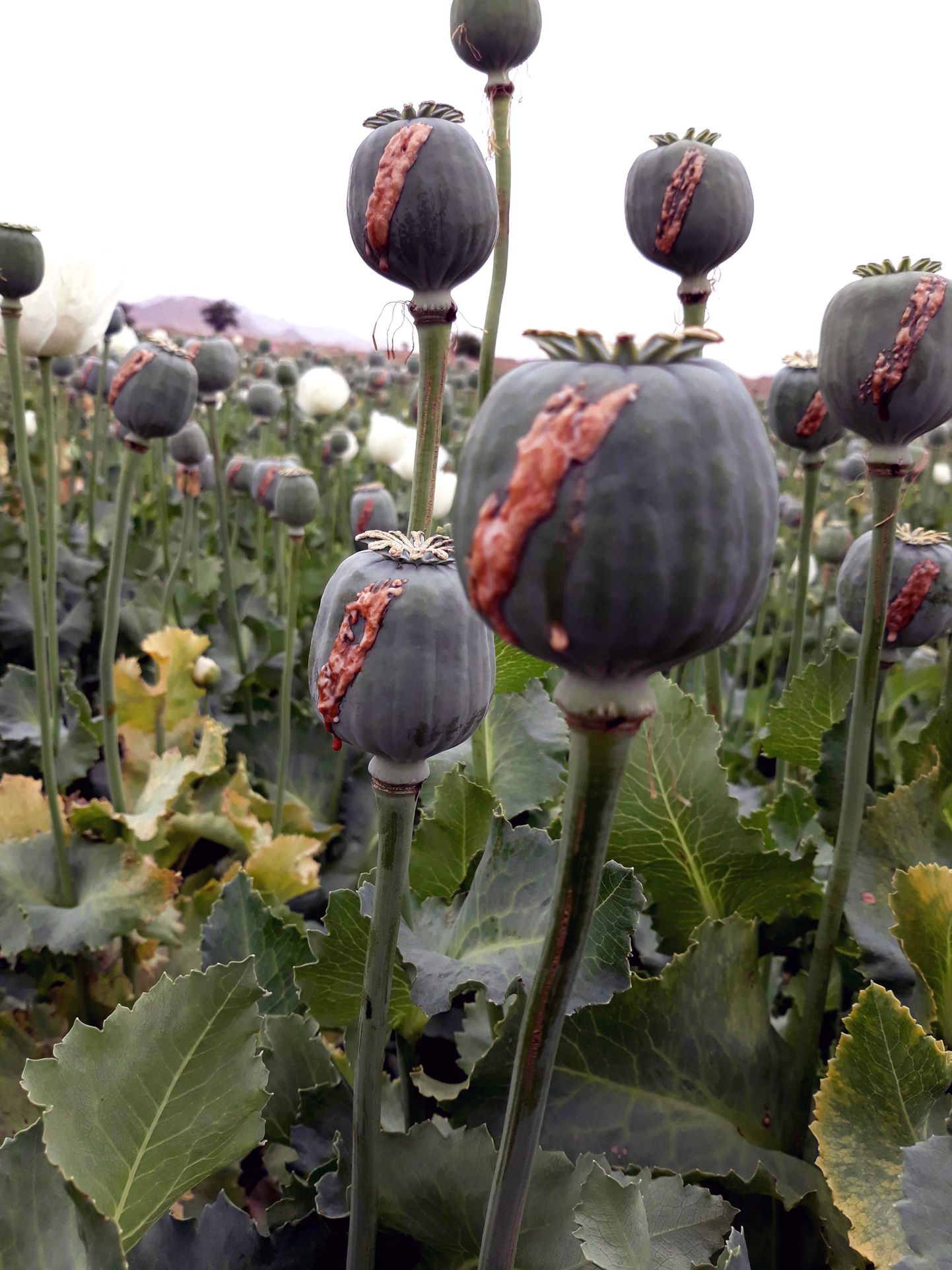 Moonipõld Helmandi piirkonnas Afghanistanis 2021 aasta aprillis. Pärast Talibani eelmise võimu kukutamist 2001 aastal on valitsus ja rahvusvahelised liitlased kulutanud rohkem kui 9 miljardit dollarit, et lõpetada oopiumikasvatus, kuid Afganistan on seni maailma suurim heroiinitootja.
