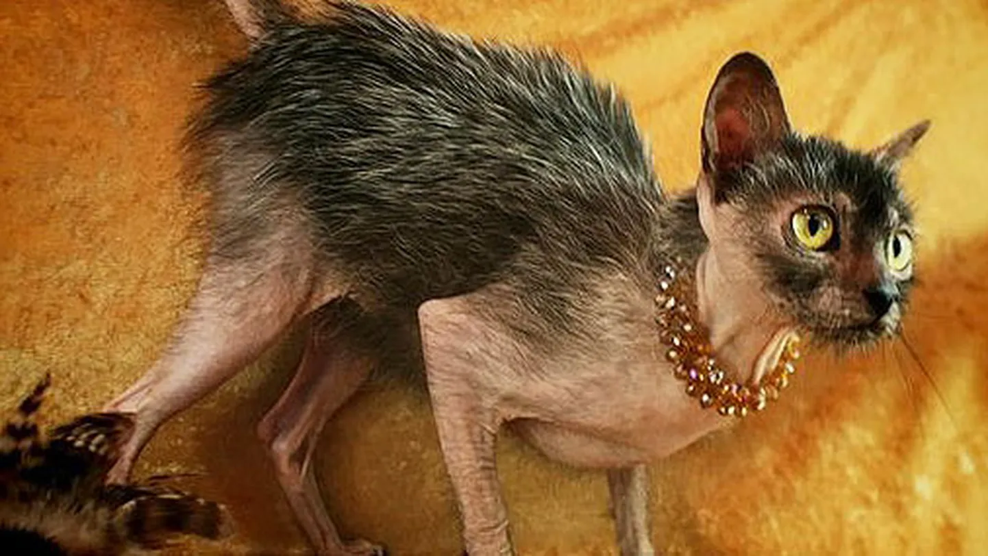 Ликои рекс. Шиншилла сфинкс. Кота скрестили с крысой. Кот монти. Кота скрестили с крысой.